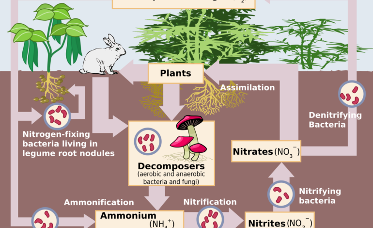 8 Facts about Nitrogen in Plant Nutrition