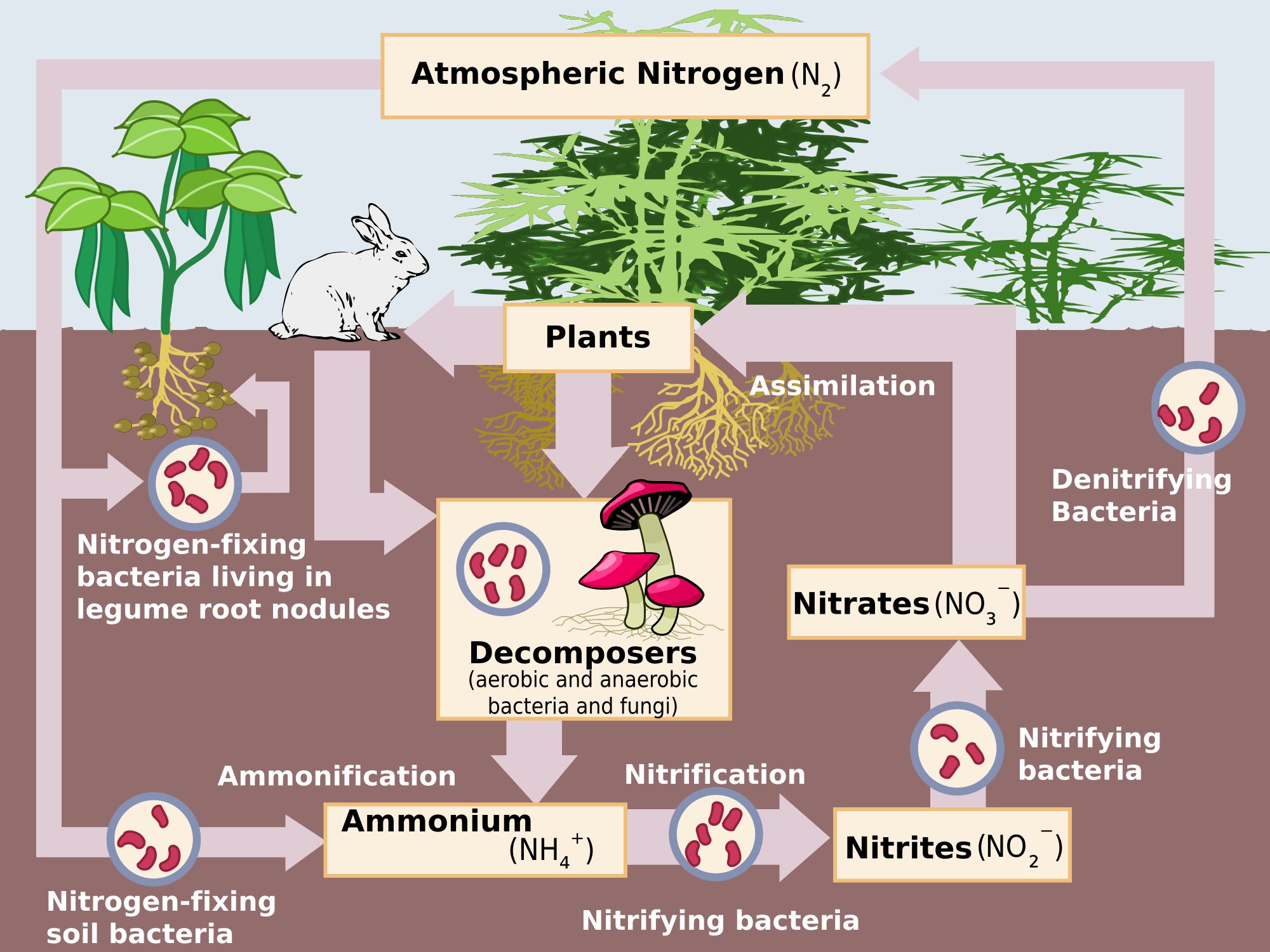 8 Facts about Nitrogen in Plant Nutrition