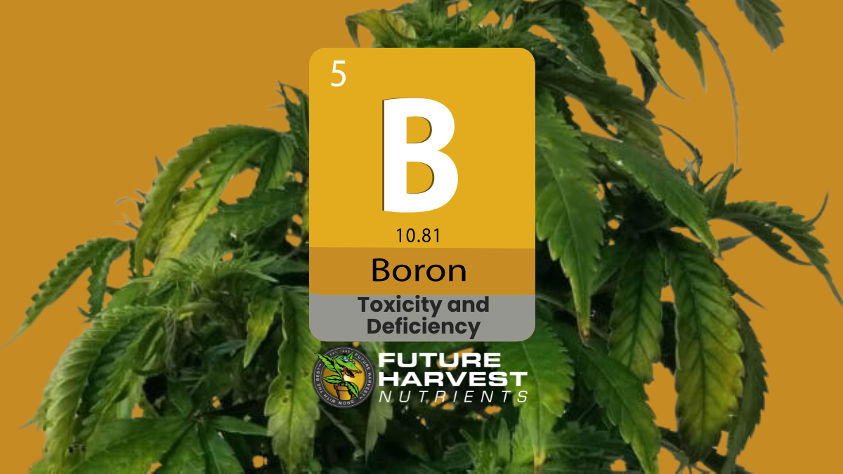 How to Find and Fix Boron Deficiency in Cannabis Plants