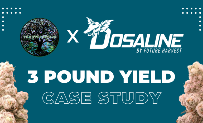 How much weed does one plant yield? A Dosaline Case Study