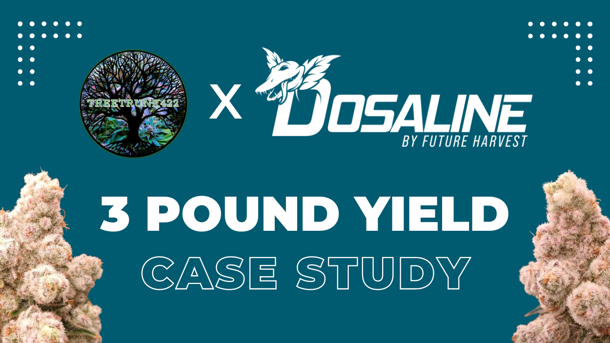 How much weed does one plant yield? A Dosaline Case Study