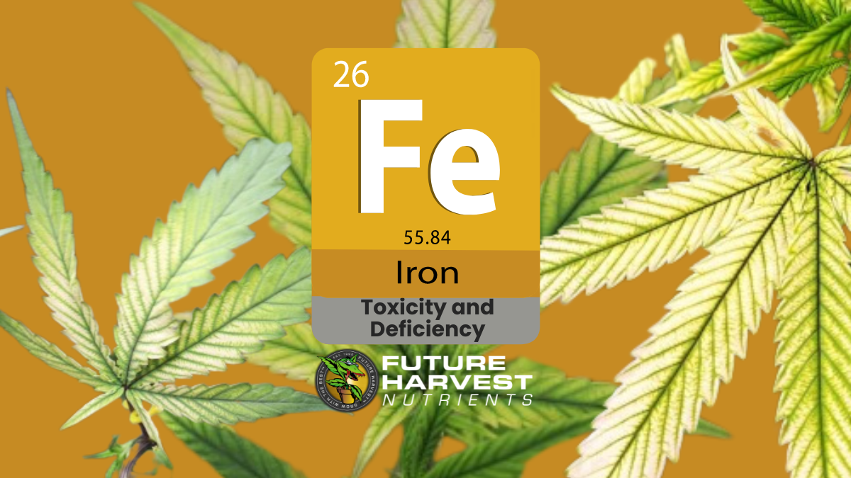 How to Find and Fix Iron Deficiency in Cannabis Plants