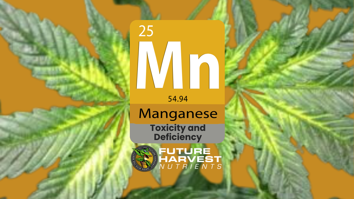 How to Find and Fix Manganese Deficiency in Cannabis Plants