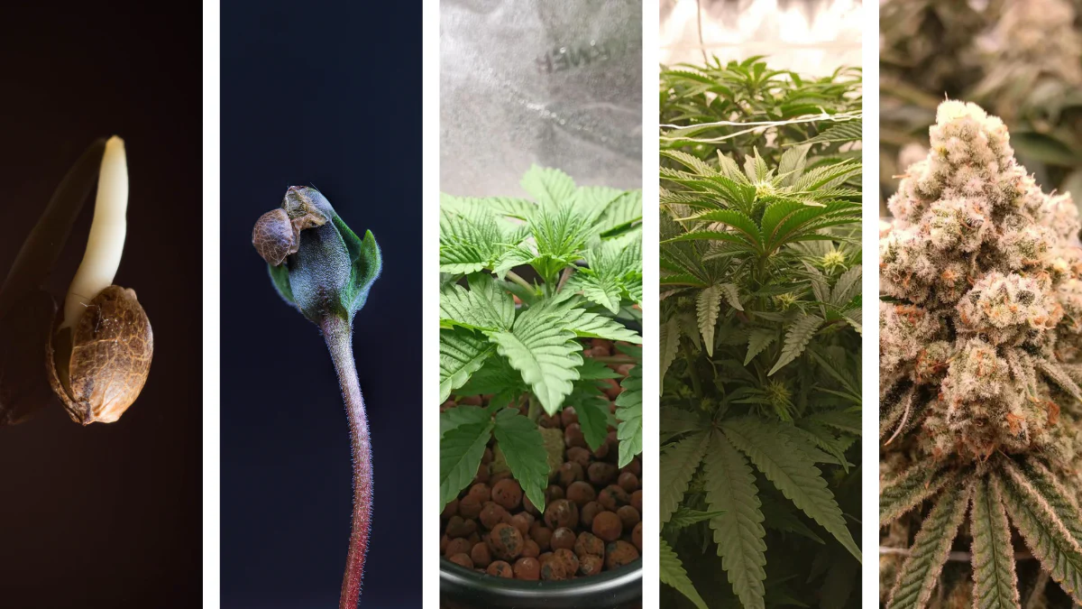 The 5 Stages of Cannabis Growth – From Seed to Harvest