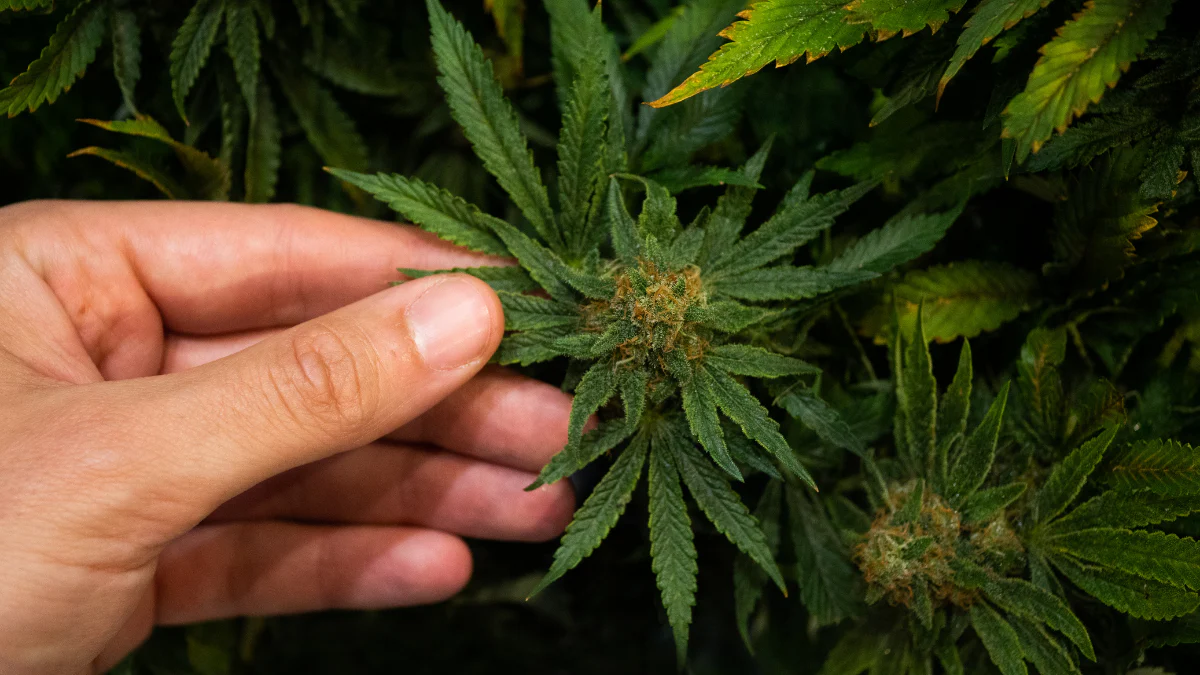 The Flowering Stage – Week by Week Visual Guide