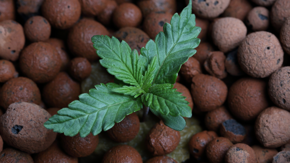 The Seedling Stage