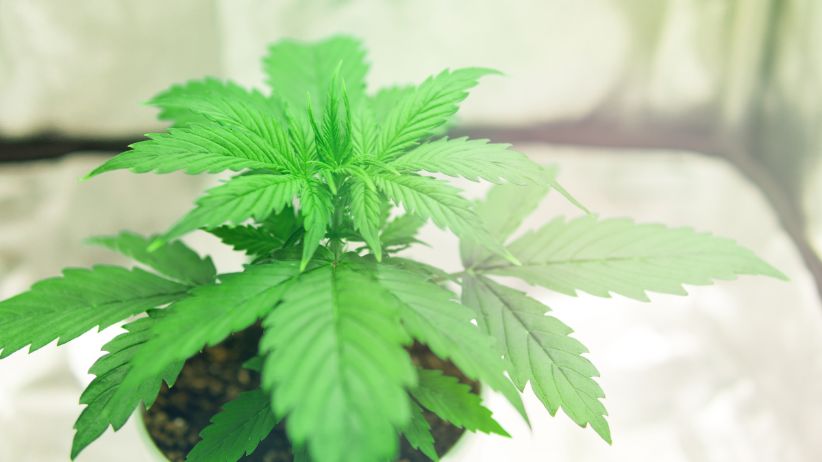 The Vegetative Stage – Week by Week Visual Guide