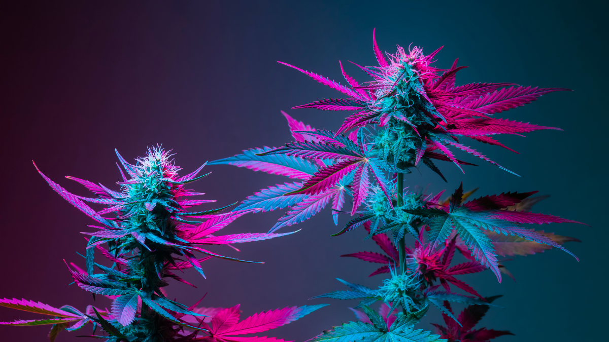 Top 20 Tastiest Indica Strains of 2024