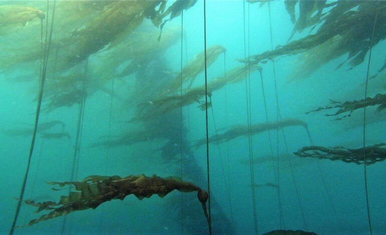 A Growers Guide to Supplementing with Kelp