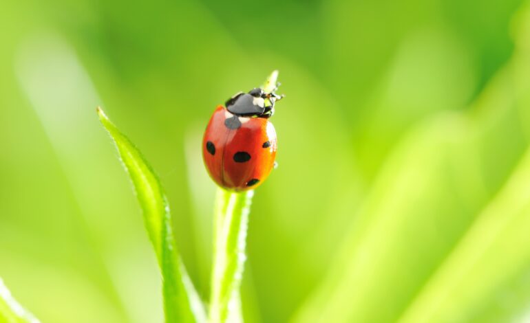 Biological Pest Control