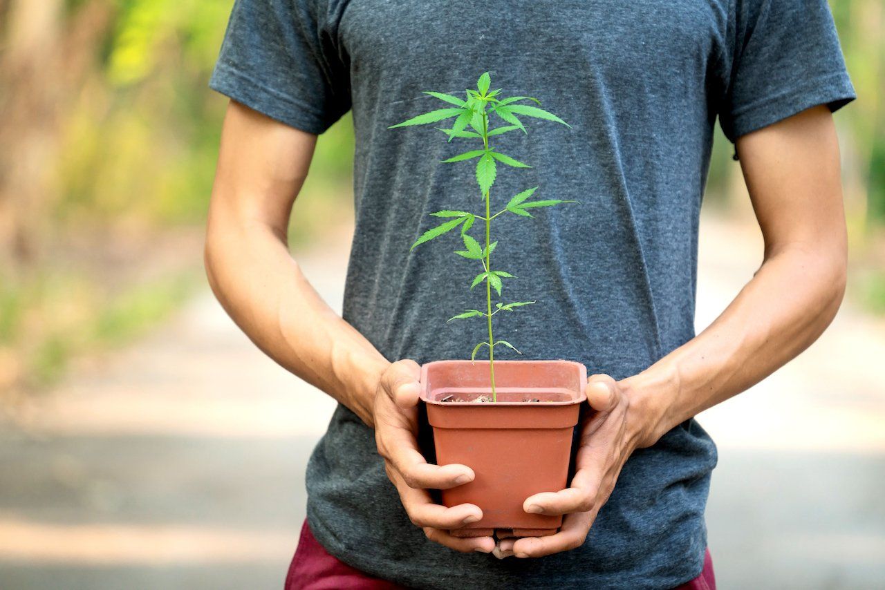 Cannabis Questions and Beginner Guides