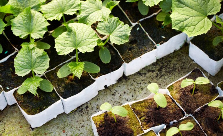 Care and Feeding of Young Plants