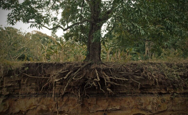 Factors for Better Root Health