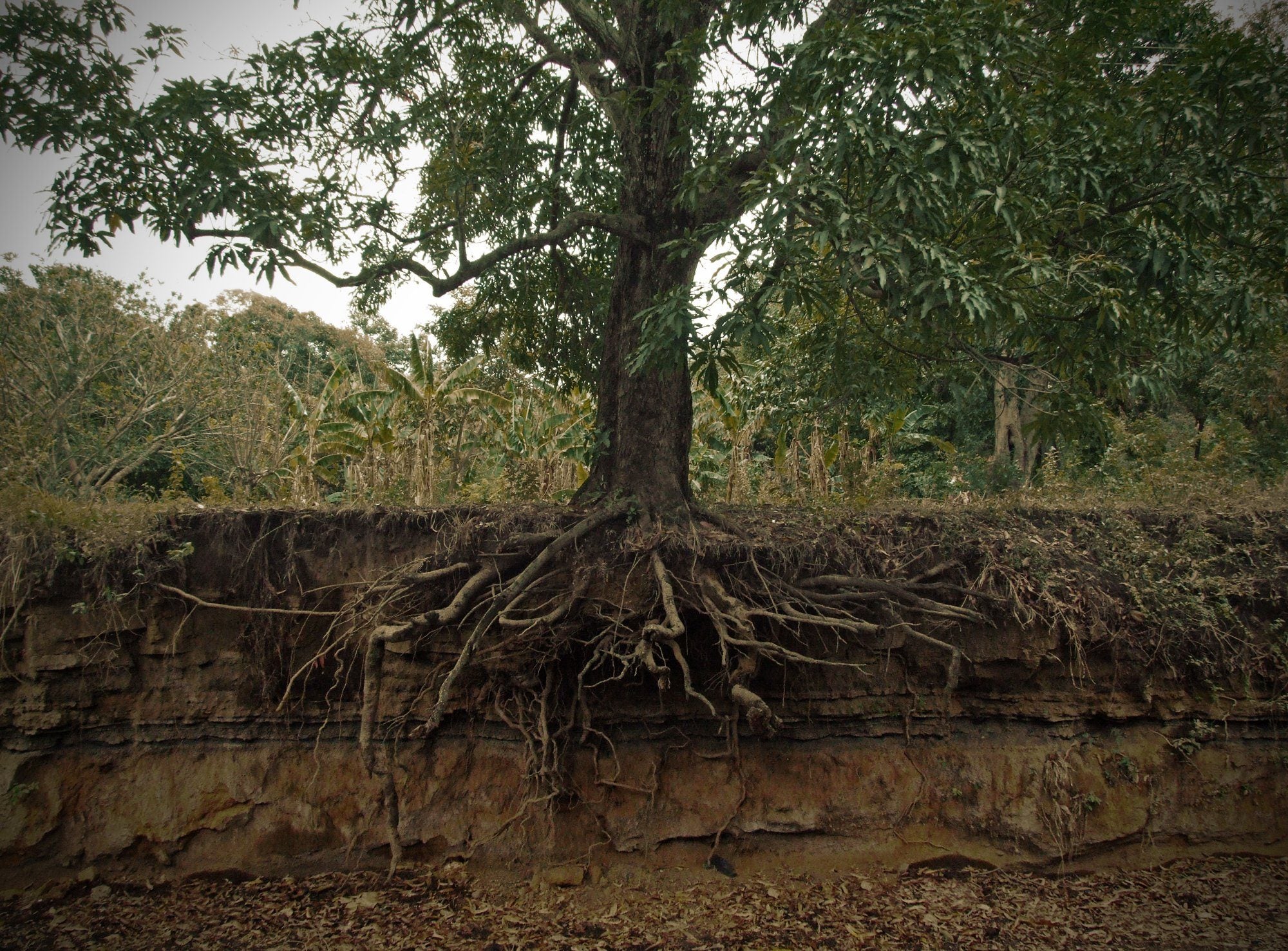 Factors for Better Root Health