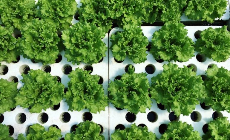 Growing Beyond Kratky