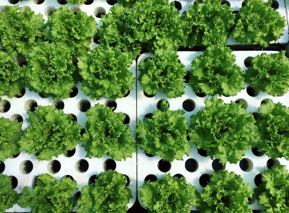 Growing Beyond Kratky