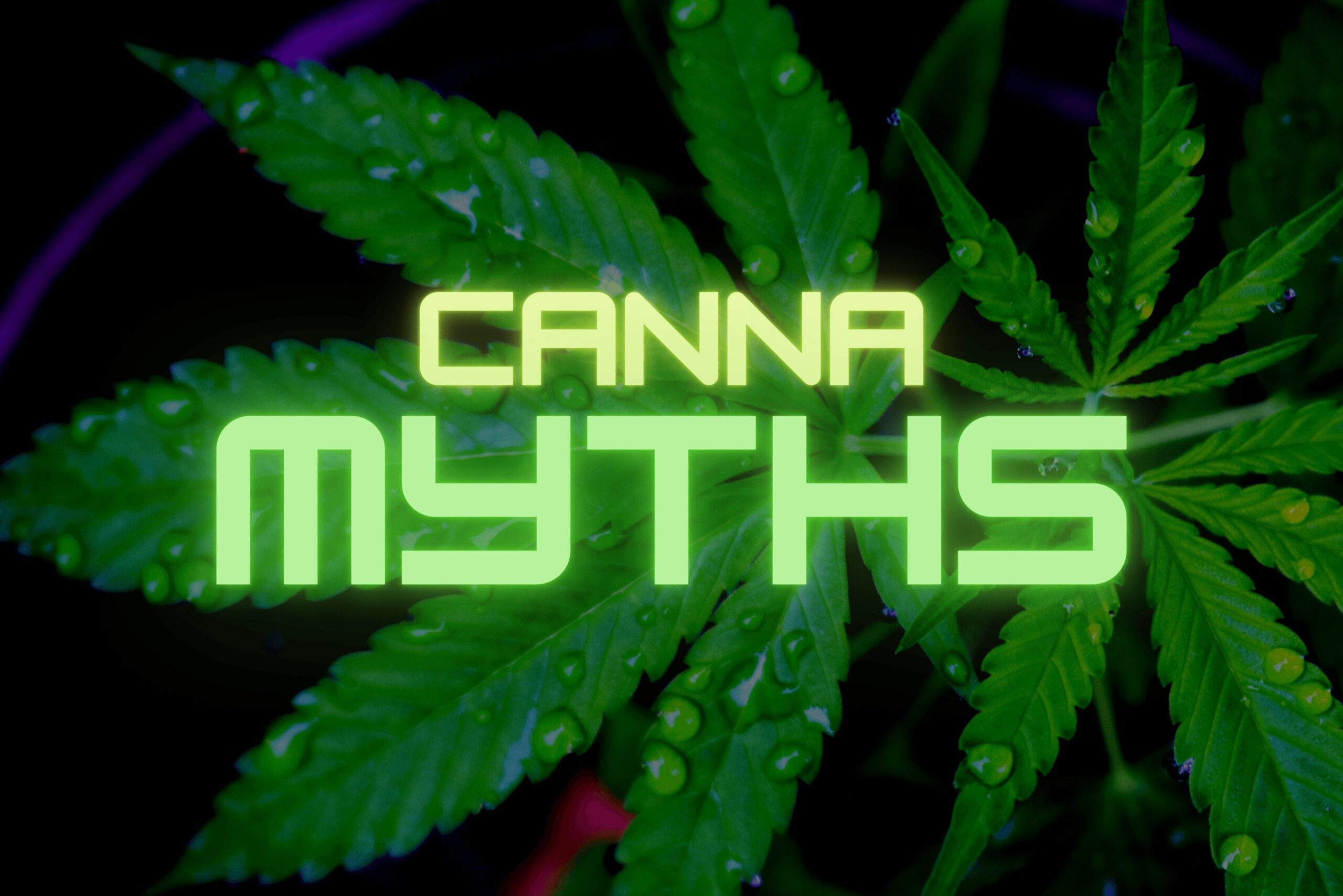 Have You Fallen For These Cannabis Myths?