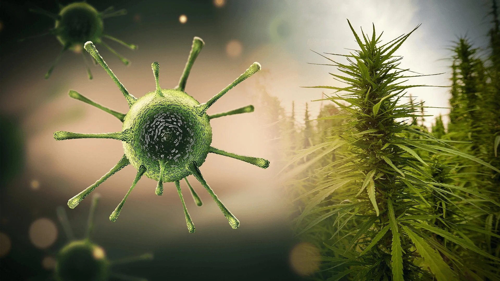 Hops Latent Viroid: This Yield-Killing Cannabis Virus Is Spreading!