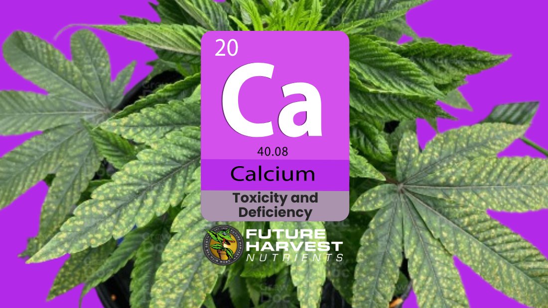 How to Find and Fix Calcium Deficiency in Cannabis Plants