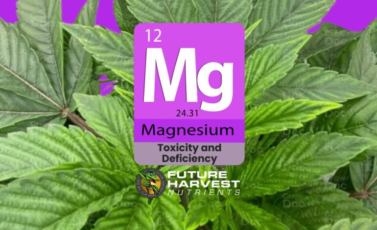 How to Find and Fix Magnesium Deficiency in Cannabis Plants