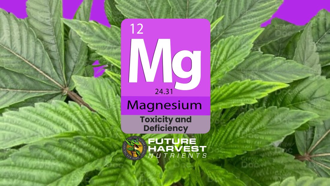 How to Find and Fix Magnesium Deficiency in Cannabis Plants
