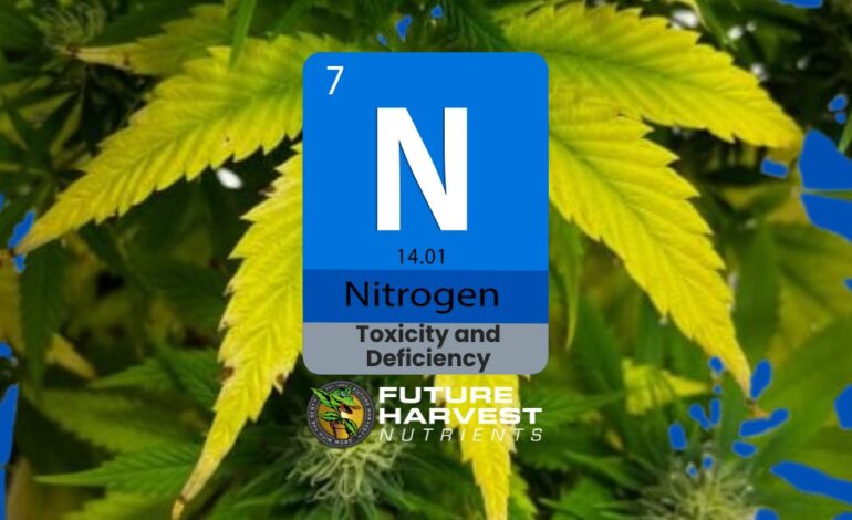 How to Find and Fix Nitrogen Deficiency in Cannabis Plants