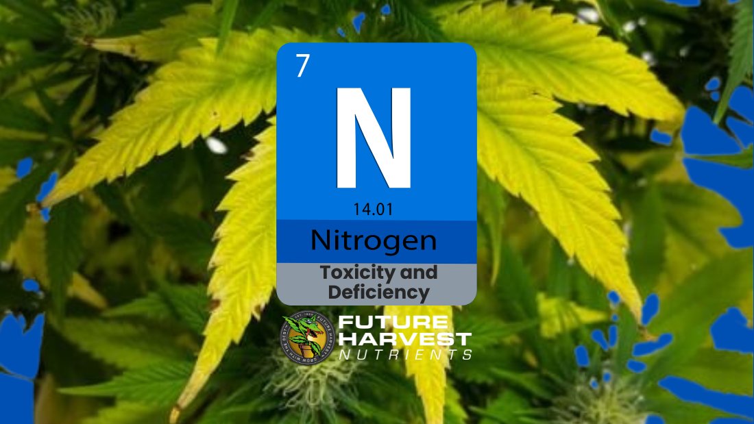 How to Find and Fix Nitrogen Deficiency in Cannabis Plants