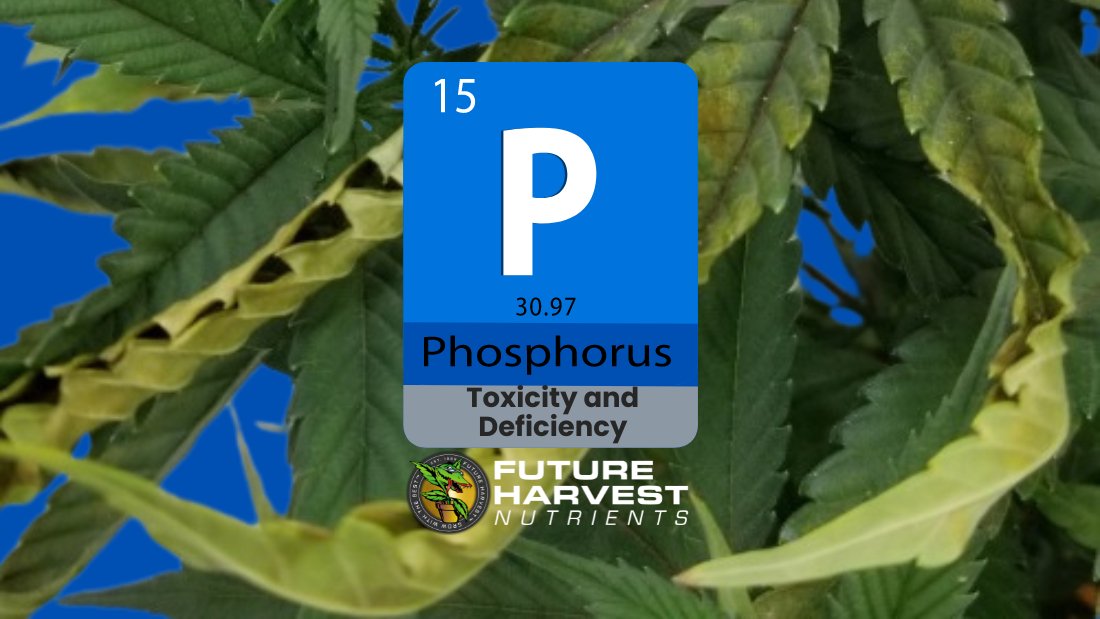 How to Find and Fix Phosphorus Deficiency in Cannabis Plants