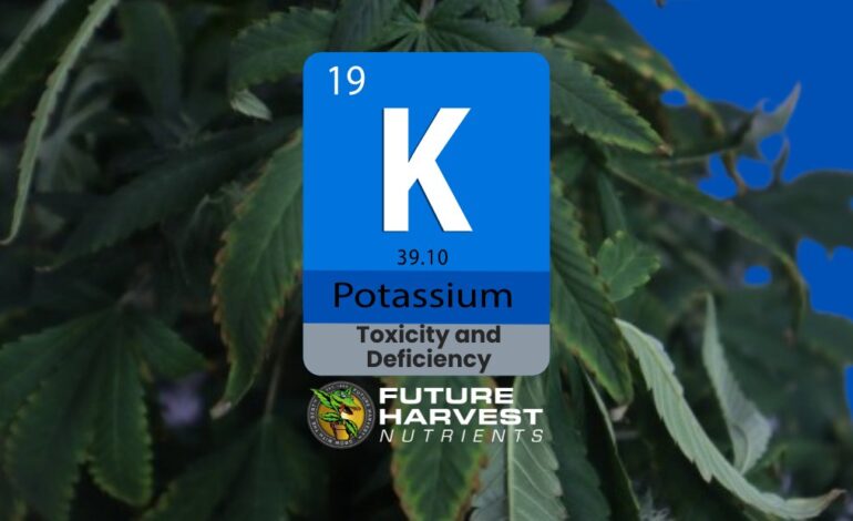 How to Find and Fix Potassium Deficiency in Cannabis Plants
