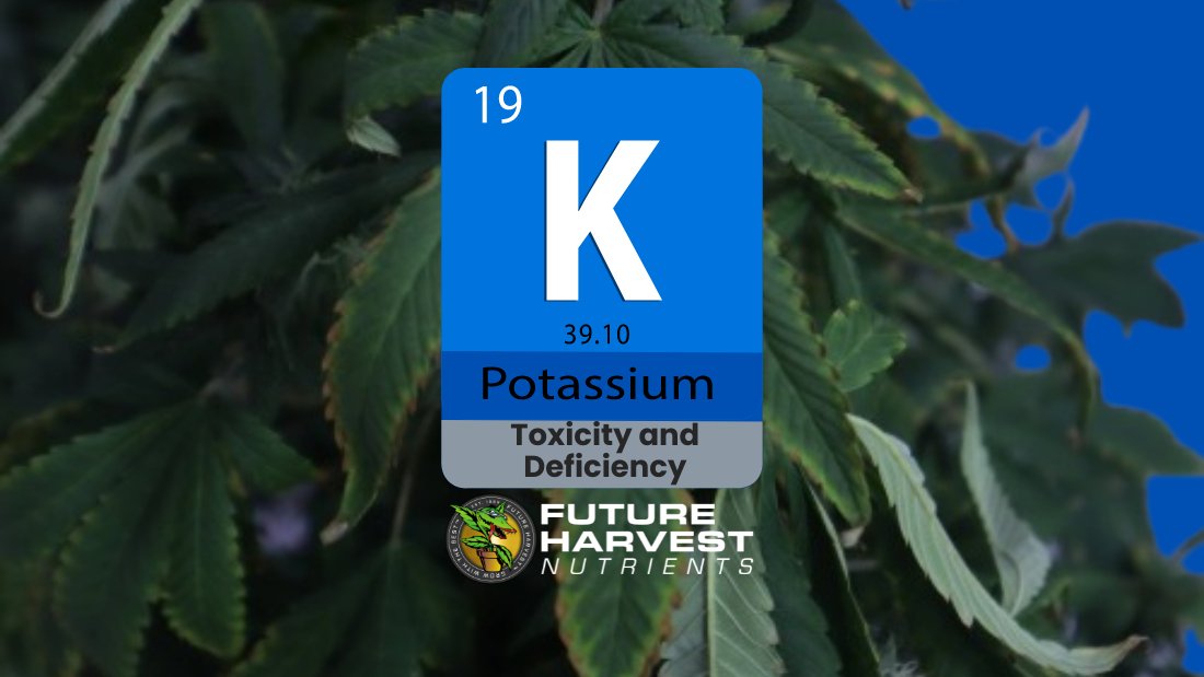 How to Find and Fix Potassium Deficiency in Cannabis Plants