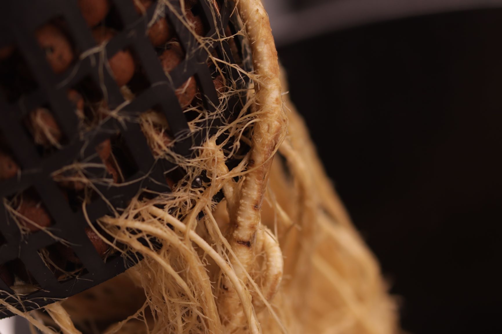 How to Find and Fix Pythium Root Rot on Cannabis Plants