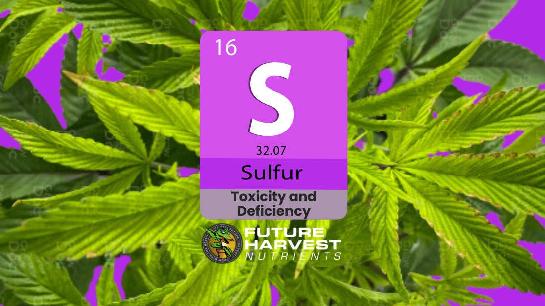 How to Find and Fix Sulfur Deficiency in Cannabis Plants