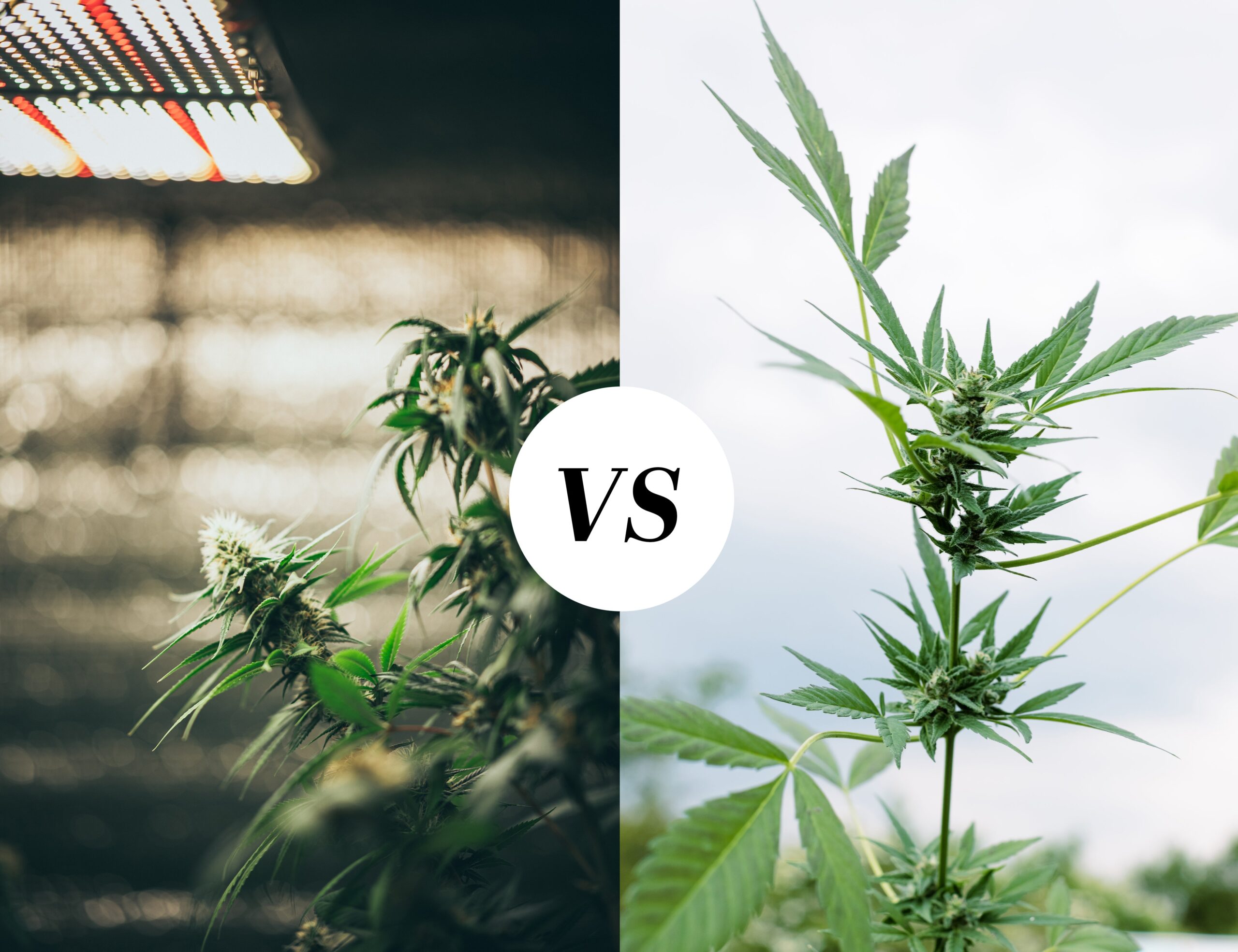Indoor Vs. Outdoor Growing