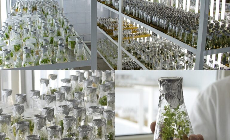 Micropropagation: A Primer