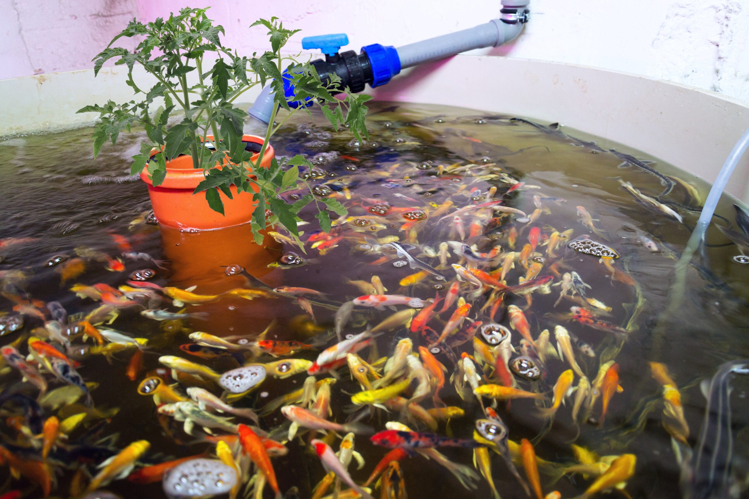 Optimizing Plant Yield in an Aquaponic System