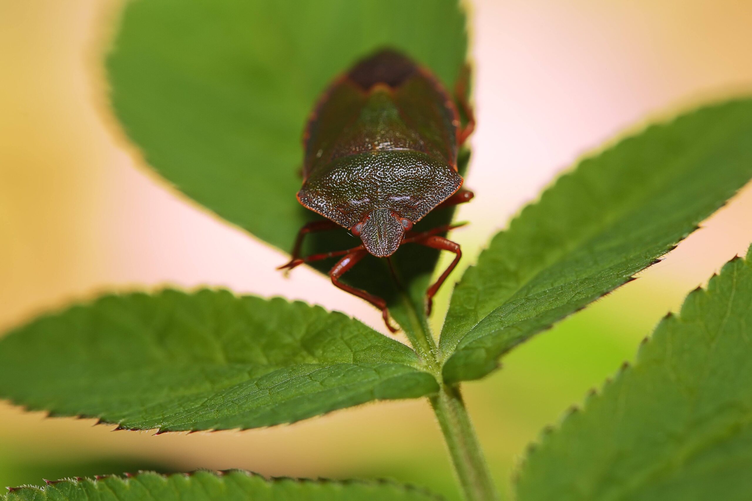 Plant Pests 101
