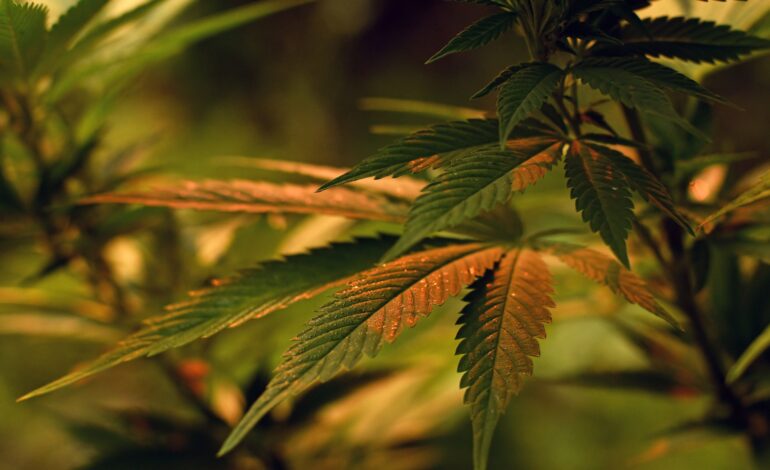 The Quick & Dirty Nutrient Deficiency Guide