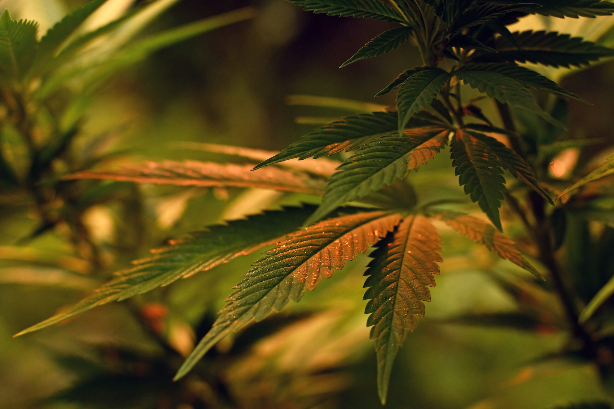 The Quick & Dirty Nutrient Deficiency Guide
