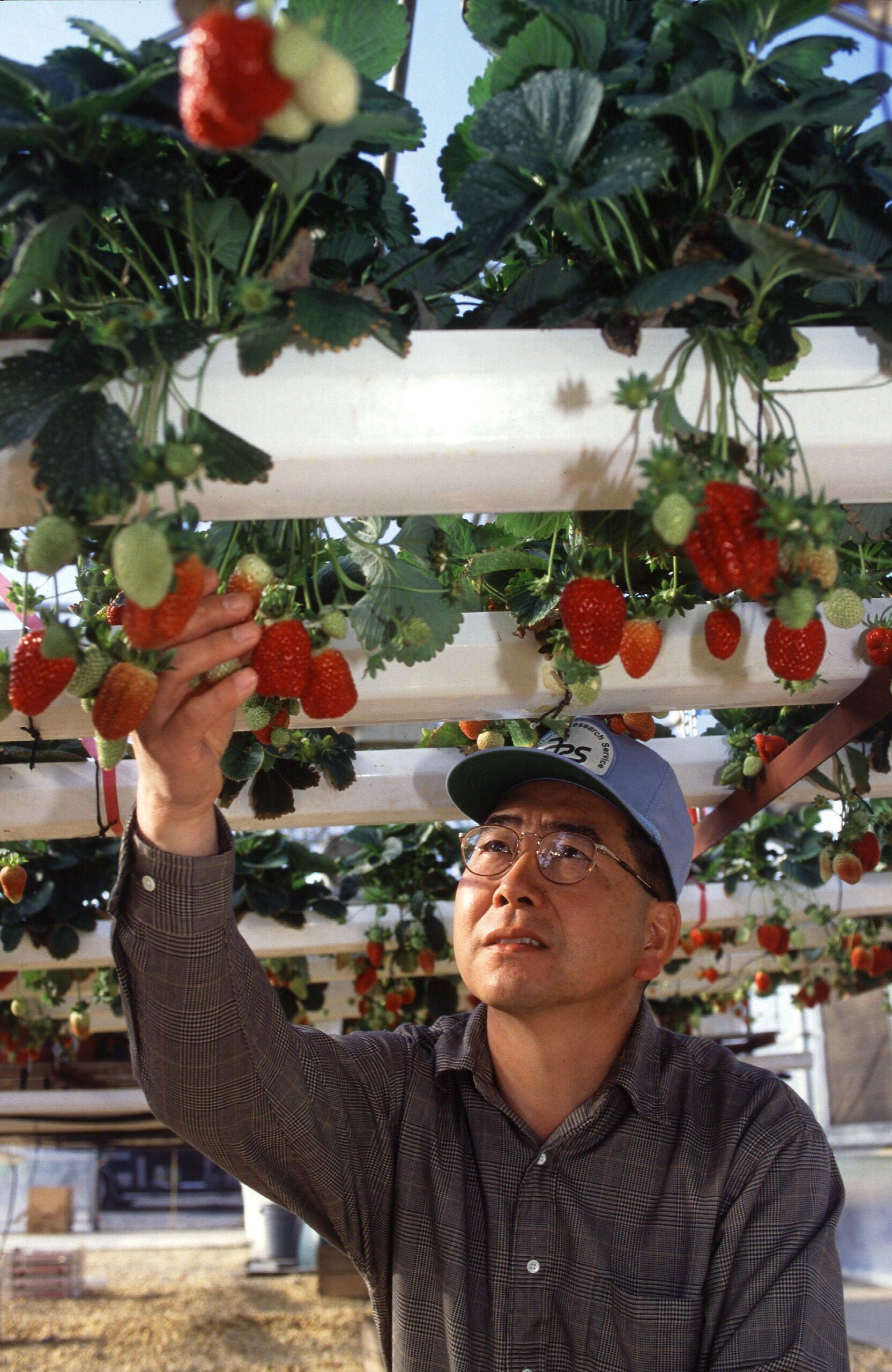 Types of Nutrient Feeding Programs – Pros and Cons